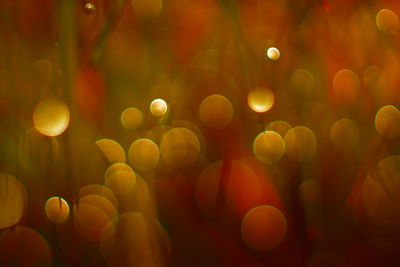 Defocused image of illuminated christmas lights