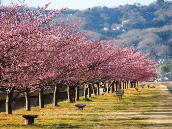 View of blooming tree