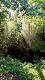 Trees in forest on sunny day