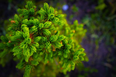 Close-up of green flowering plant