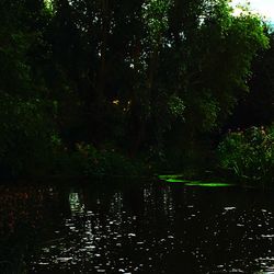 Reflection of trees in lake at night