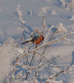A beautiful bullfinch in the winter