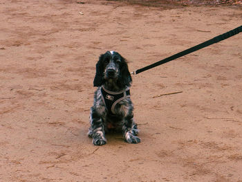 Dogs on field