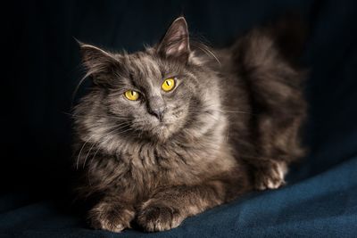 Close-up of cat with yellow eyes sitting on fabric