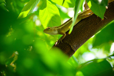 Close-up of a lizard on tree