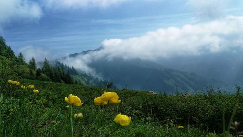 Yellow flowering plants on field against sky