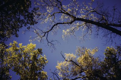 Low angle view of trees against blue sky