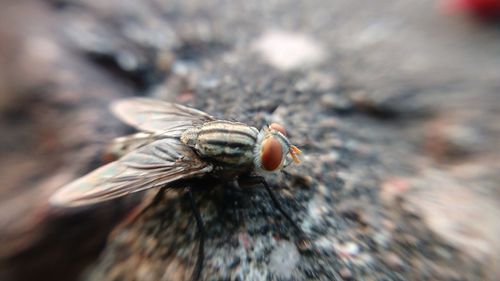 Close-up of insect