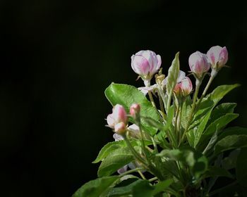 Close-up of flowers blooming outdoors