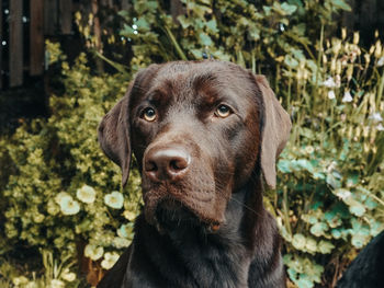 Close-up portrait of a dog