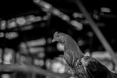 Close-up of a bird