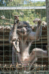 View of giraffe in cage