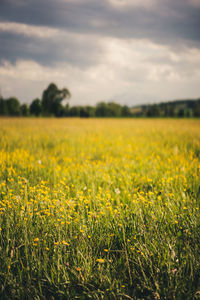 Scenic view of field against cloudy sky