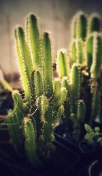 Close-up of succulent plant