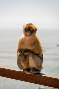 Monkey sitting on railing