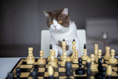 A serious cat is playing with me in a chess at house during the quarantine of the coronavirus