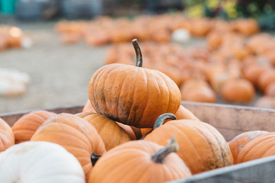 Close-up of pumpkins for sale at market