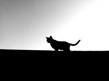 Silhouette of cat