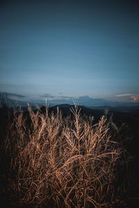 Scenic view of field against clear sky at night
