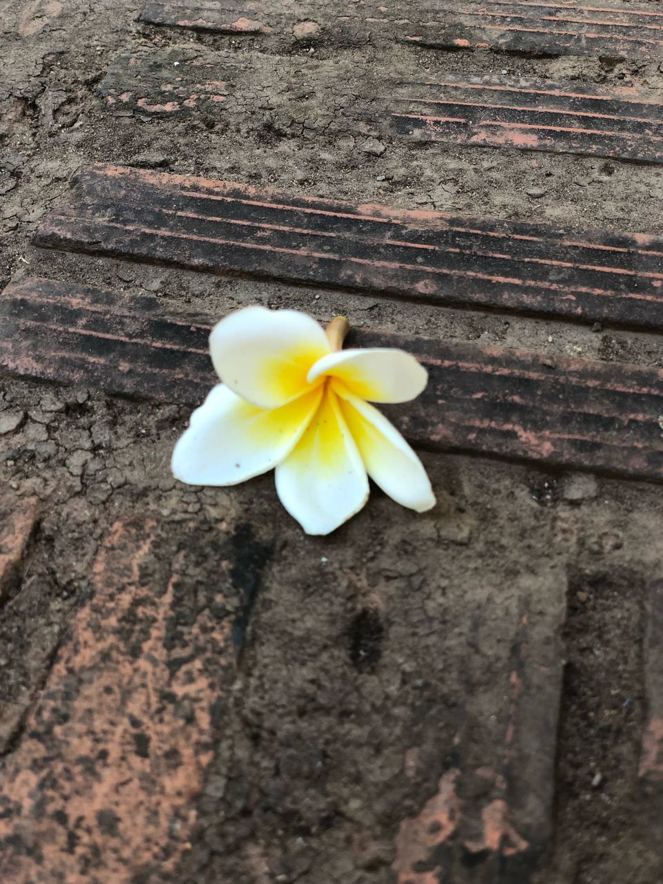 CLOSE-UP OF YELLOW FLOWERING PLANT ON WOOD