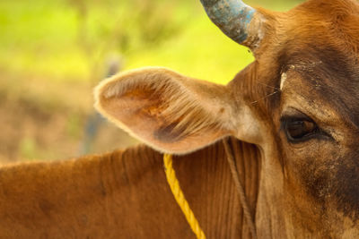 Close-up of cow