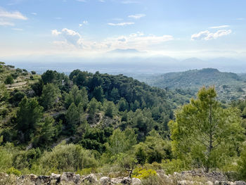 Green olive tree landscape against mountain range