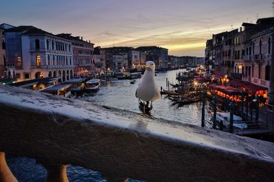 Seagulls in venice, italy