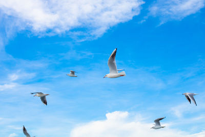 Low angle view of seagulls flying