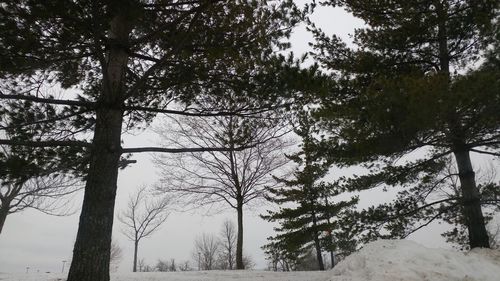 Low angle view of trees against sky