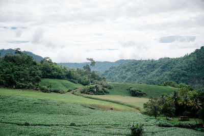 Scenic view of field against sky