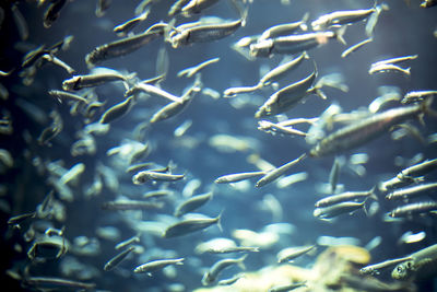 Close-up of fish swimming in sea