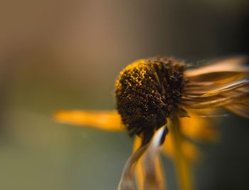 Close-up of wilted flower against blurred background