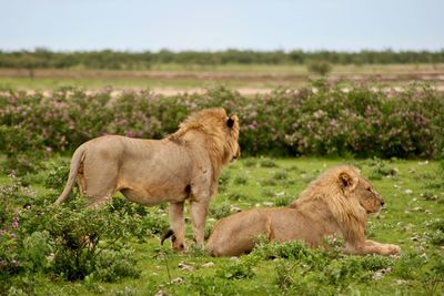 Side on portrait of two wild lion panthera leo resting, namibia.