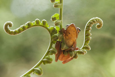 Frog on nature place