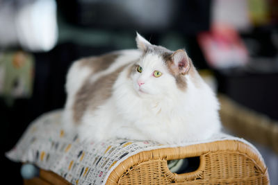 White cat sitting on top of small shelf relaxing