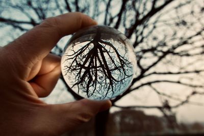 Cropped hand holding crystal ball