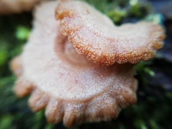 Close-up of mushroom growing on field