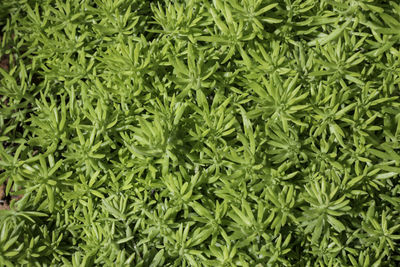 Full frame shot of plants in garden