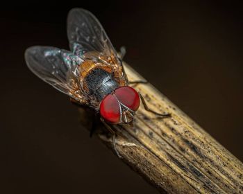 Close-up of fly