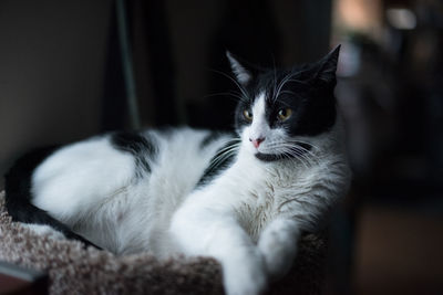 Close-up portrait of cat at home