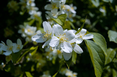 Close-up of white flowers growing outdoors