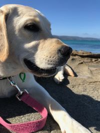 Close-up of dog looking away