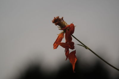 Close-up of red flower