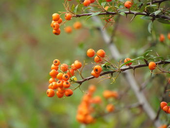 Close-up of berries growing on tree