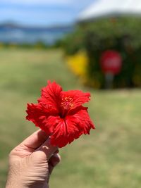 Close-up of hand holding red flower