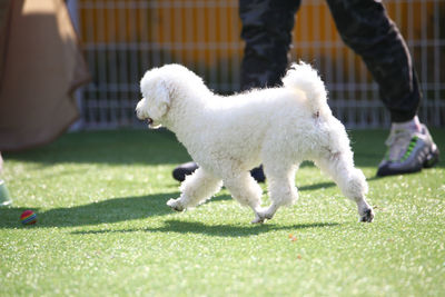 Low section of person with dog standing on grass