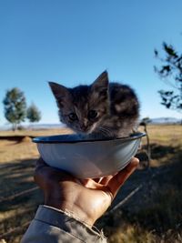 Midsection of person holding cat against sky