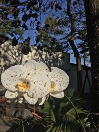 Close-up of white flowering plant against trees