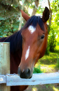 Close-up of horse