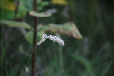 Close-up of white flowering plant